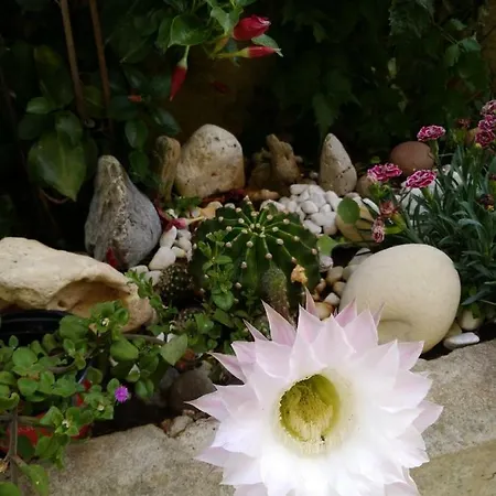 L'hibiscus Di Lucia