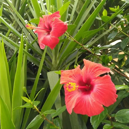L'hibiscus Di Lucia Alghero